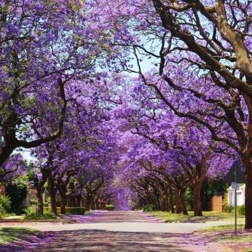 La jacaranda le da color a abril