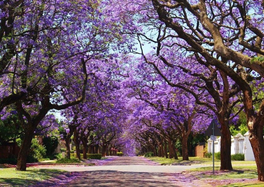 La jacaranda le da color a abril