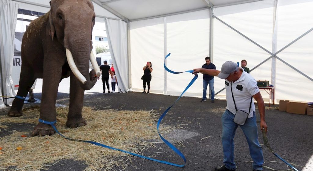 Rescatan elefante de un circo en Guadalajara