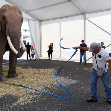 Rescatan elefante de un circo en Guadalajara