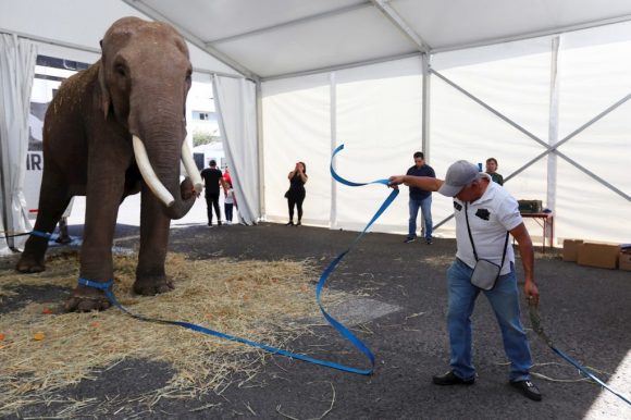 Rescatan elefante de un circo en Guadalajara