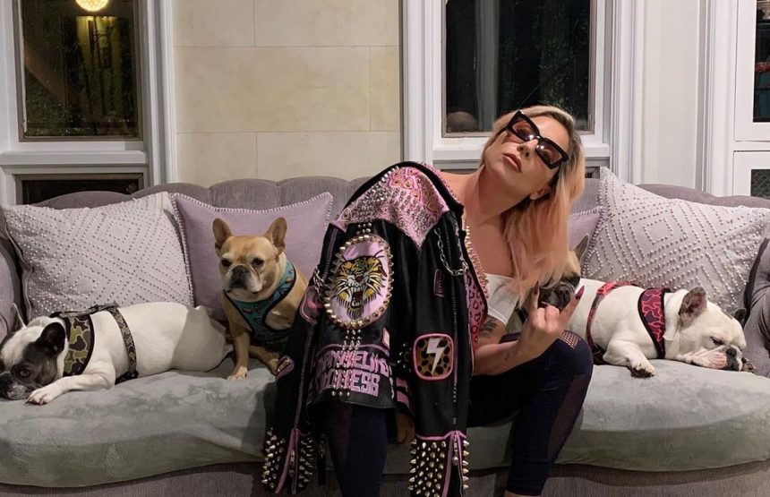 Arrestan a implicados en secuestro de mascotas de Lady Gaga