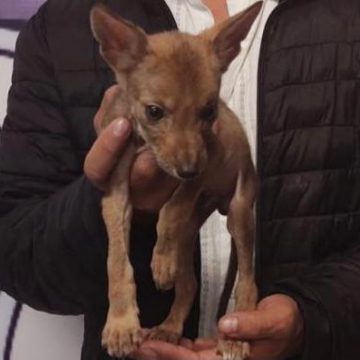 Pretendía vender un coyote, lo detuvo la Policía Estatal