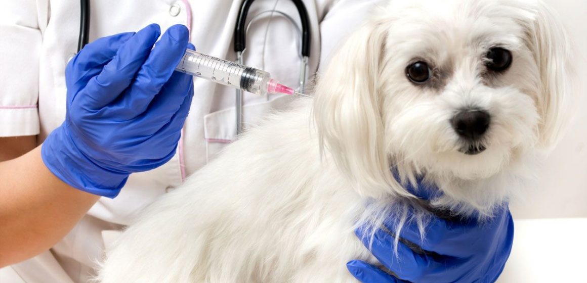 Inicia Rusia vacunación de animales contra COVID-19