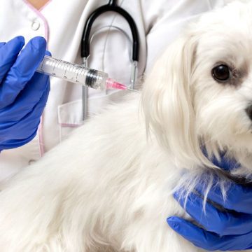 Inicia Rusia vacunación de animales contra COVID-19
