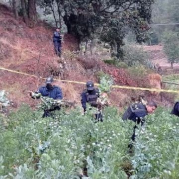 Asegura Policía Estatal 250 plantas de amapola