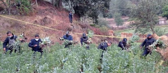 Asegura Policía Estatal 250 plantas de amapola