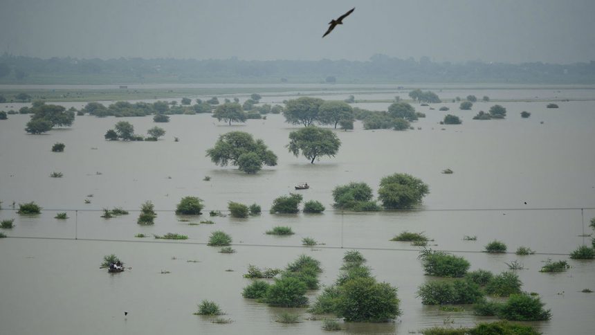 río Ganges Flotan en el río Ganges en la India, cadáveres que no pudieron ser cremados