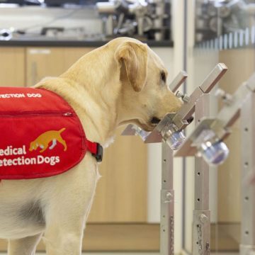 Estudio revela que los perros pueden detectar el COVID-19 con precisión de hasta el 94 %