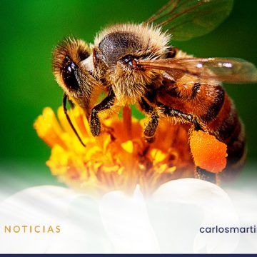 20 de mayo Día Mundial de las abejas
