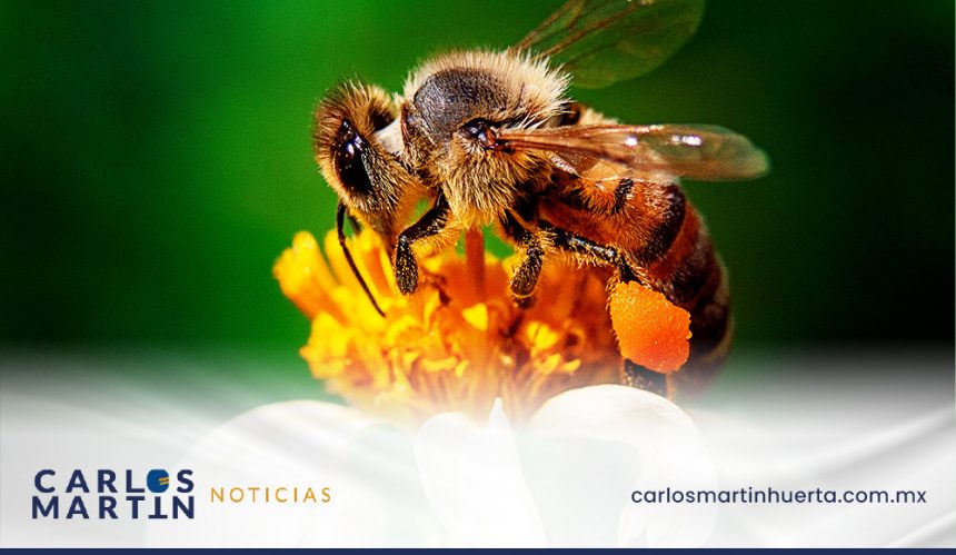 20 de mayo Día Mundial de las abejas