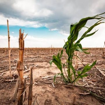 Provoca sequía aumentos en precios de productos de la canasta básica: Canacintra