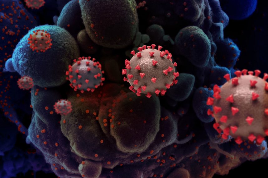 Covid-19 Científicos suizos encuentran el punto débil de Covid-19 y cómo evitar multiplicación