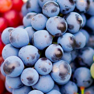El precio de la uva se ha elevado en un 30% en la capital poblana