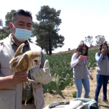 En seis años de trabajo, Uma Konkon de la BUAP reintegra a su hábitat a casi 50 aves