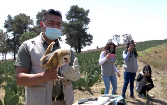 En seis años de trabajo, Uma Konkon de la BUAP reintegra a su hábitat a casi 50 aves