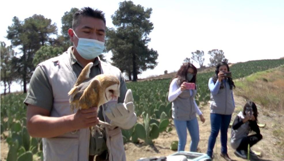 En seis años de trabajo, Uma Konkon de la BUAP reintegra a su hábitat a casi 50 aves