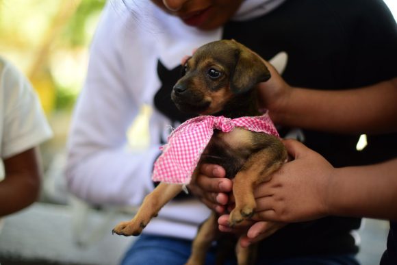 Mantiene Ayuntamiento de Puebla servicios del departamento de Protección Animal
