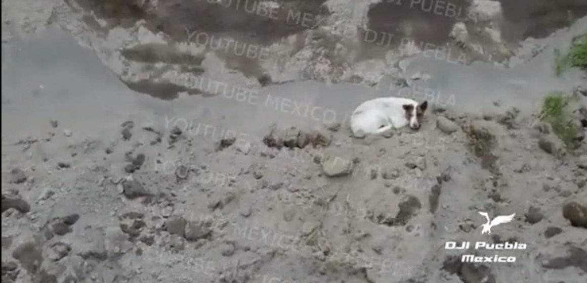 Perrito encontrado en socavón salió por propia pata: SEGOB