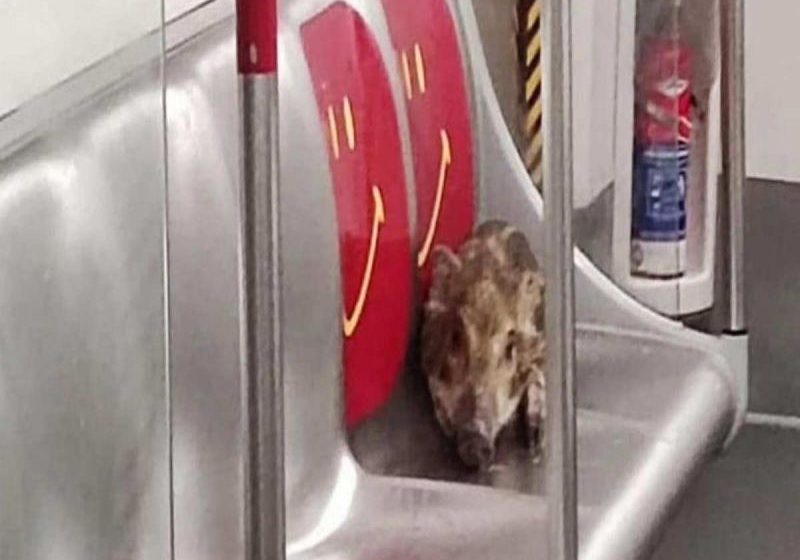 Jabalí bebé pasea por vagones del metro en Hong Kong