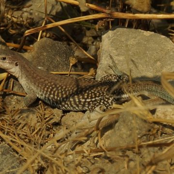 Registra Ayuntamiento de Puebla avistamientos de diversidad de anfibios y réptiles en Parque Cerro de Amalucan
