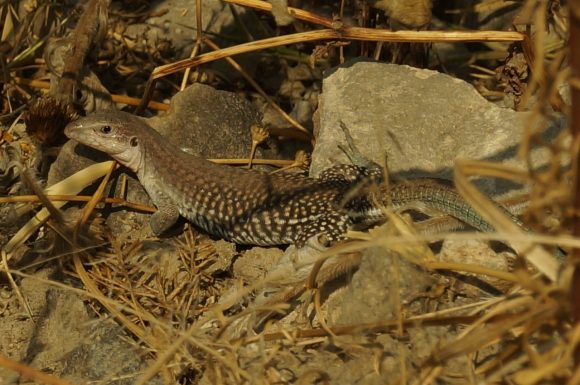5303c743-e480-40d1-a08d-4da5f9ab1aec Registra Ayuntamiento de Puebla avistamientos de diversidad de anfibios y réptiles en Parque Cerro de Amalucan