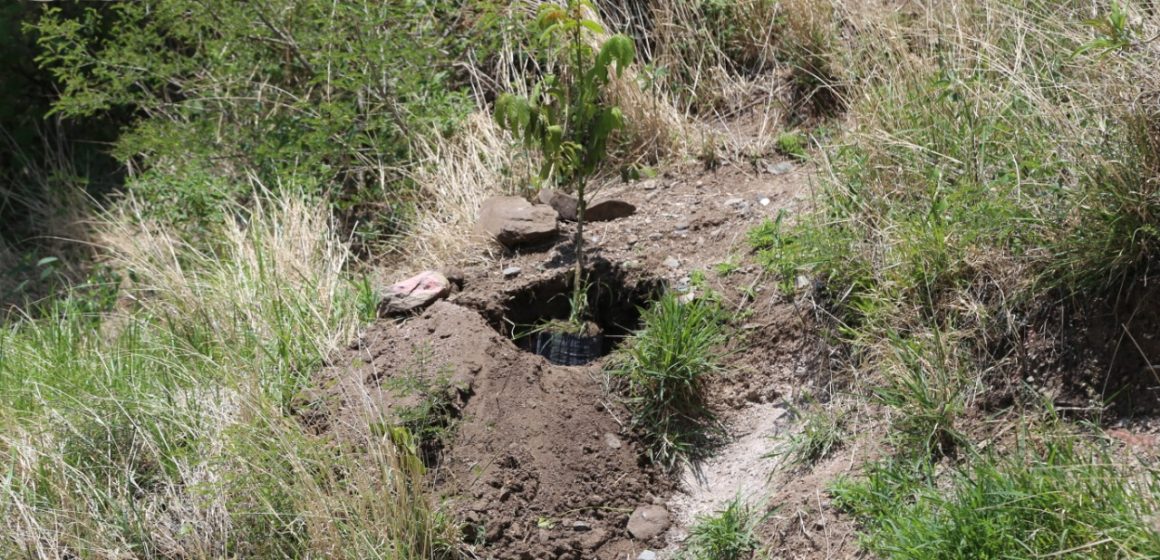 Gobierno de Atlixco y ciudadanos se unen al proyecto de plantación para recuperar áreas verdes del cerro de San Miguel