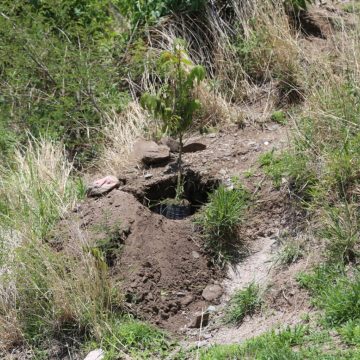 Gobierno de Atlixco y ciudadanos se unen al proyecto de plantación para recuperar áreas verdes del cerro de San Miguel