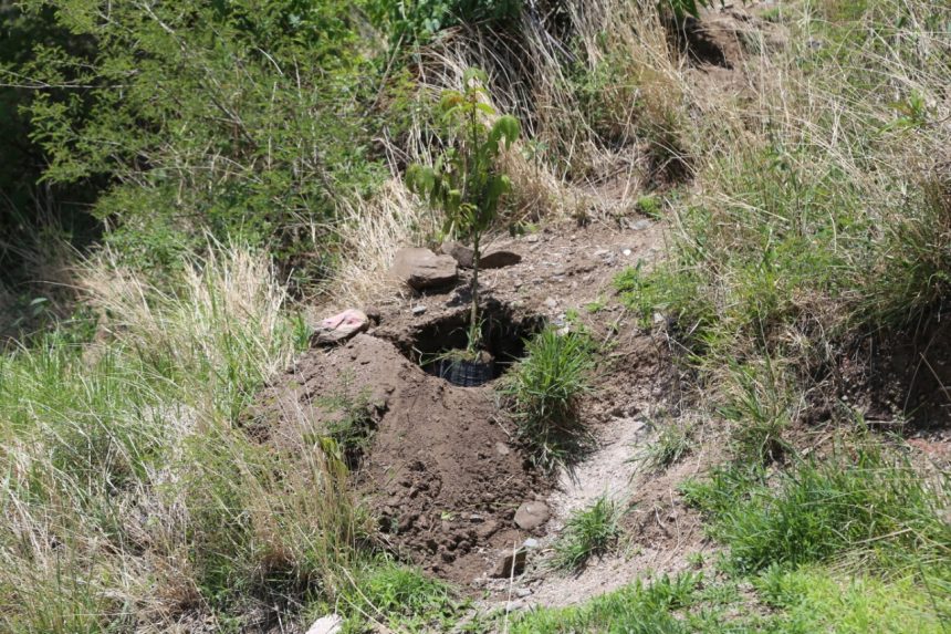 Gobierno de Atlixco y ciudadanos se unen al proyecto de plantación para recuperar áreas verdes del cerro de San Miguel