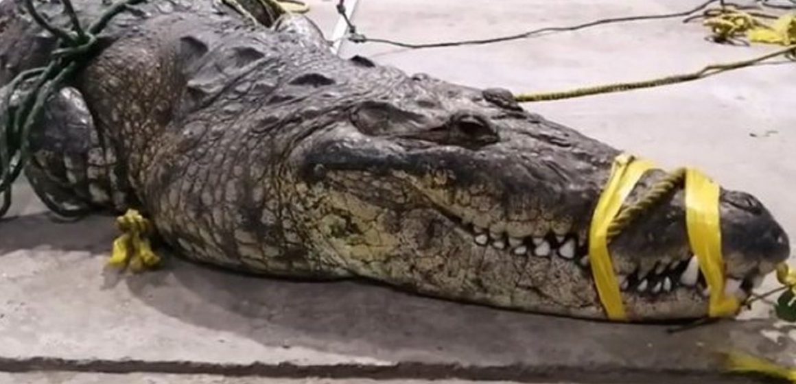 (VIDEO) Muere mujer tras ser arrastrada a la laguna de Tampico por un cocodrilo