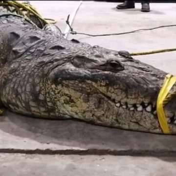 (VIDEO) Muere mujer tras ser arrastrada a la laguna de Tampico por un cocodrilo