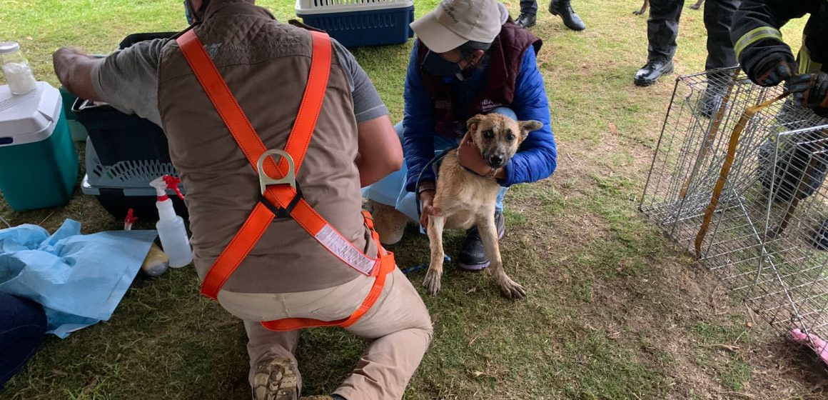 Spike está de regreso en casa, podría estar embarazada