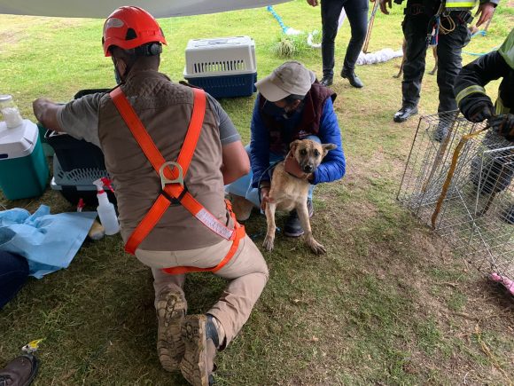 Spike está de regreso en casa, podría estar embarazada