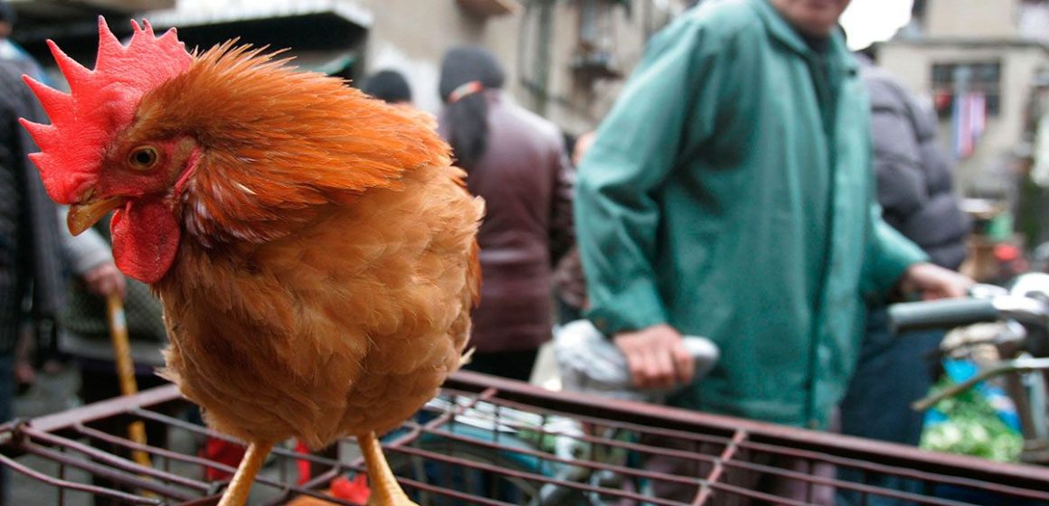 China detecta primer caso de contagio de gripe aviar H10N3