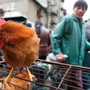 China detecta primer caso de contagio de gripe aviar H10N3
