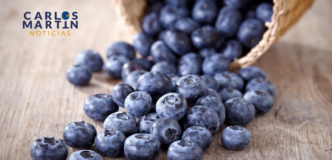 Blueberry, arándanos o moras azules, conoce sus beneficios