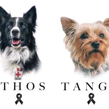Asesinan a Tango y Athos, 2 perritos rescatistas en el terremoto 2017