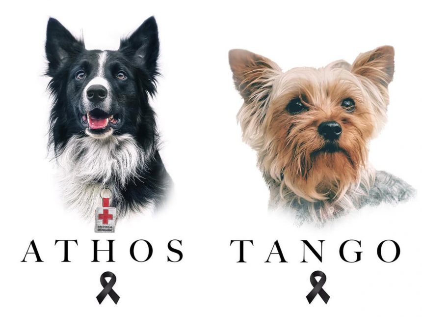 Tango y Athos Asesinan a Tango y Athos, 2 perritos rescatistas en el terremoto 2017