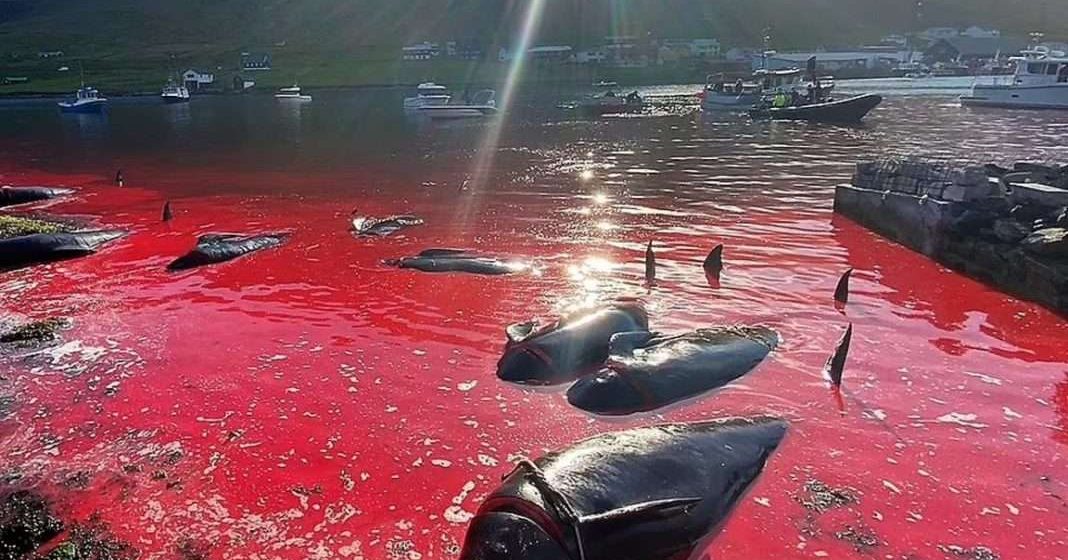 Tiñen el mar de sangre al matar a más de 130 ballenas en las islas Feroe
