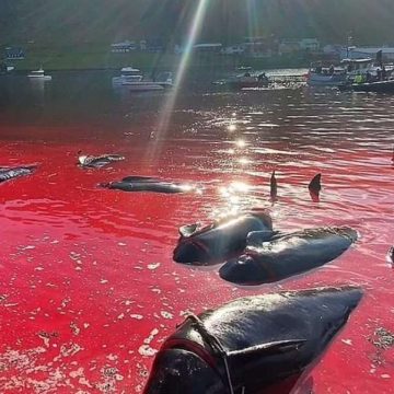 Tiñen el mar de sangre al matar a más de 130 ballenas en las islas Feroe