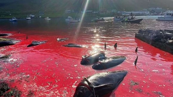 Tiñen el mar de sangre al matar a más de 130 ballenas en las islas Feroe