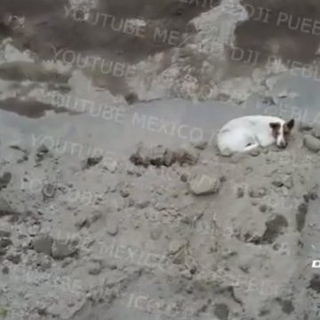 Cae otro perrito al socavón de Zacatepec