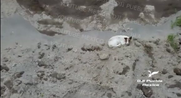 Cae otro perrito al socavón de Zacatepec