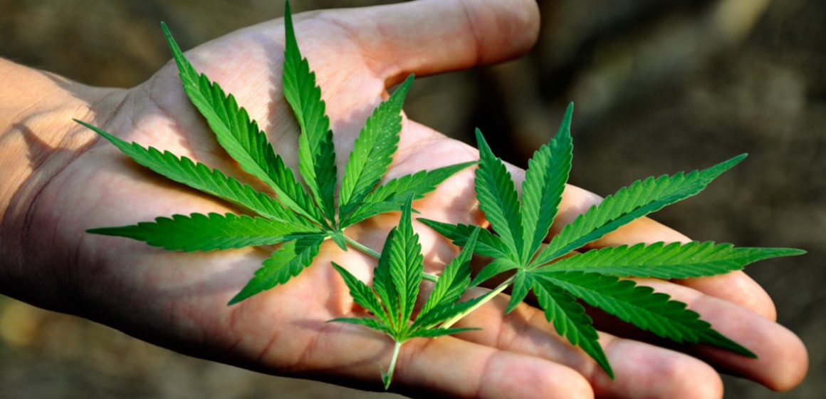 SCJN anula prohibición al uso lúdico de la marihuana