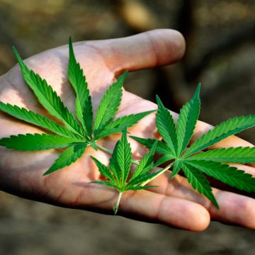 SCJN anula prohibición al uso lúdico de la marihuana