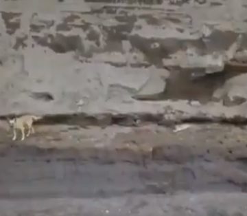 Captan en video a los dos perros que cayeron al socavón