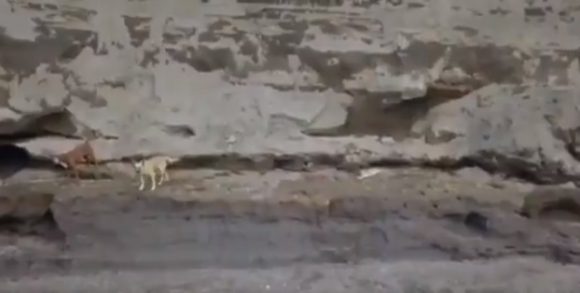 Captan en video a los dos perros que cayeron al socavón