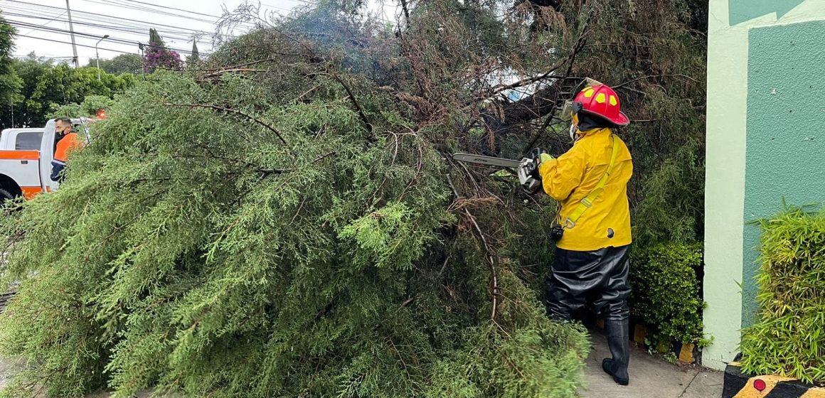 Colapsan árboles y bloquean vialidades durante lluvia de viernes