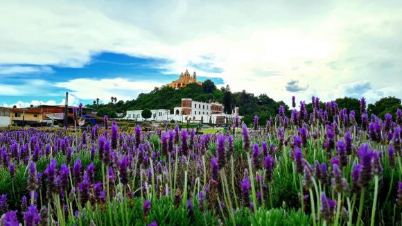 Recomendaciones para evitar efectos graves en la salud a causa de las alergias: IMSS