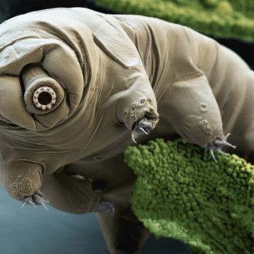 ¡Sabes que son los tardigrados?